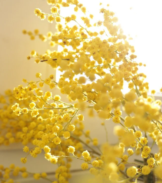 Three Flowers, One Sunday: Mimosa (Live Online)