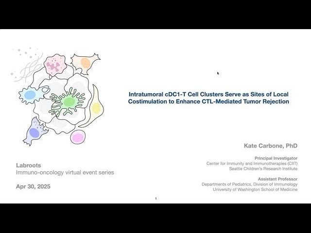 Intratumoral cDC1-T Cell Clusters Serve as Sites of Local Costimulation to Enhance CTL-Mediated Tumor Rejection