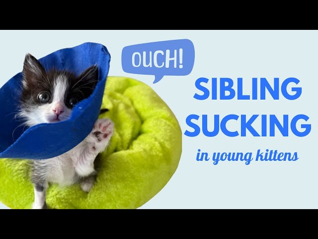 Sibling Sucking - What to Do When Kittens Nurse on Each Other