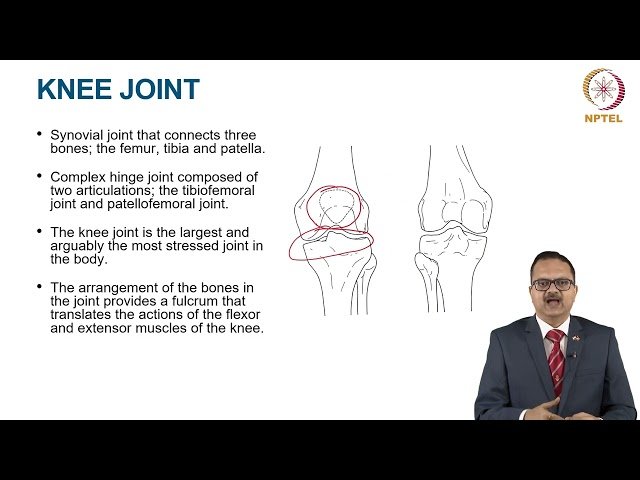 Joints of the Lower Limb