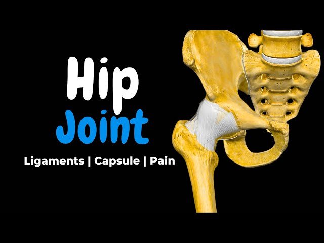 Hip Joint Anatomy and Common Injuries - Ligaments, Capsule, Movement