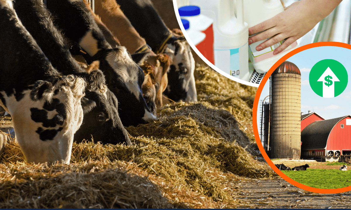 Dairy Economics: Maximizing Profits through Milk Quality