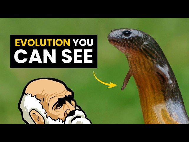 Darwin's Monster: The Australian Three-Toed Skink
