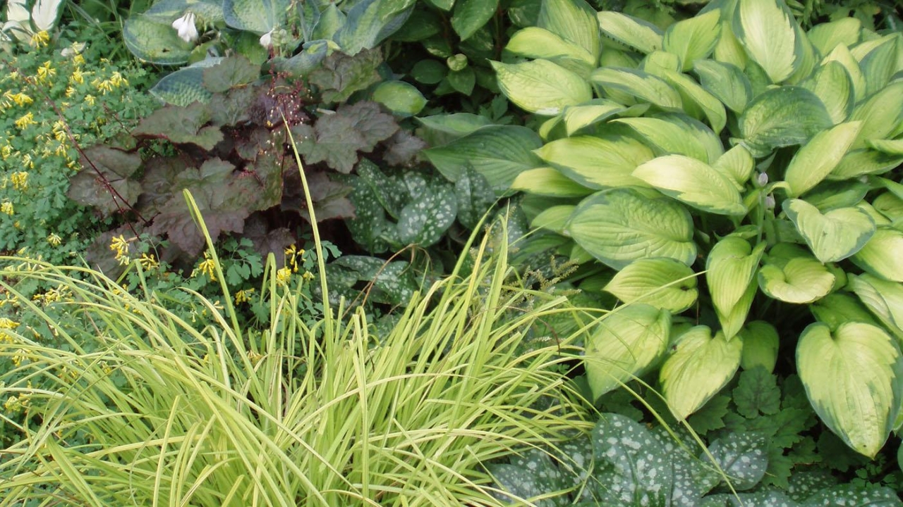 Perennial Bed Design for Shade (Live Online)
