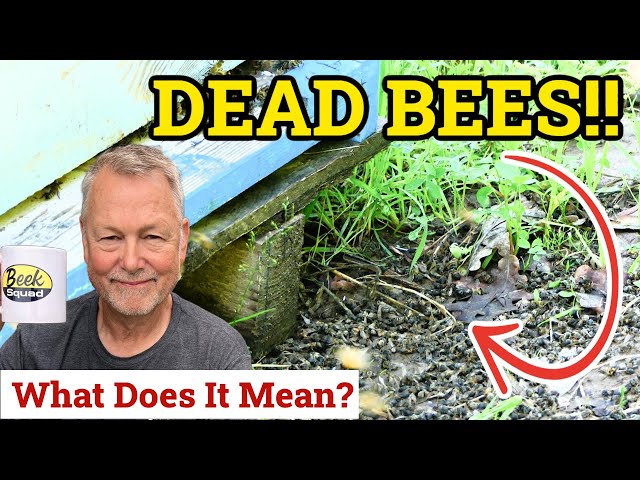 Beekeeping - Should You Panic If You See Dead Bees In Front Of Your Hive?