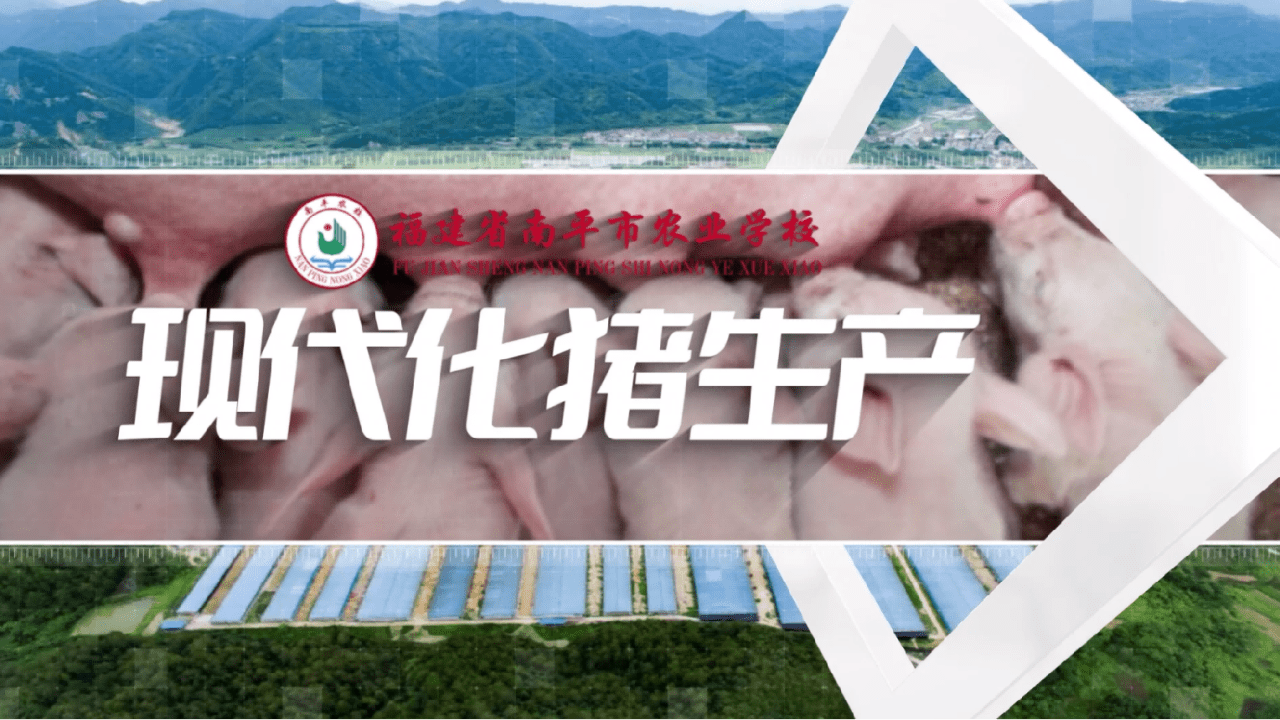 现代化猪生产