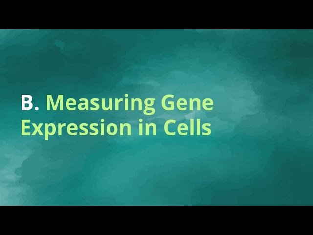 Obesity ML Competition - Measuring Gene Expression in Cells - Lecture 2, Part B