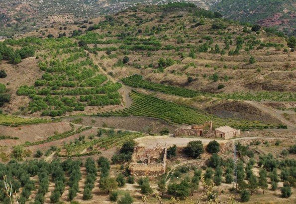 Wines of Cataluña (Live Online)