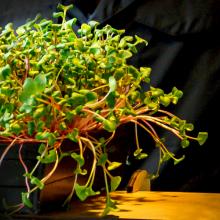 Growing Salad Greens Indoors (Live Online)