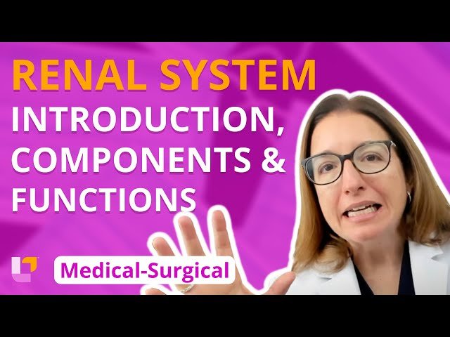 Medical-Surgical Renal System