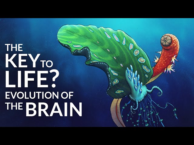 The First Brain - How and When Did It Evolve?