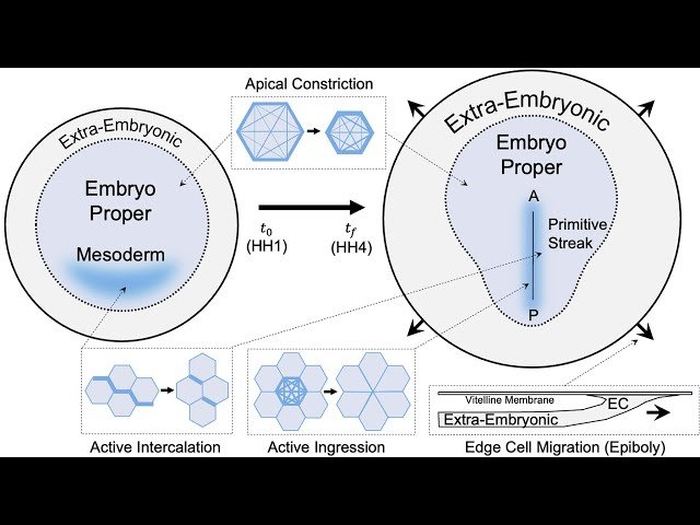 Control of Modular Tissue Flows Shaping the Embryo in Avian Gastrulation