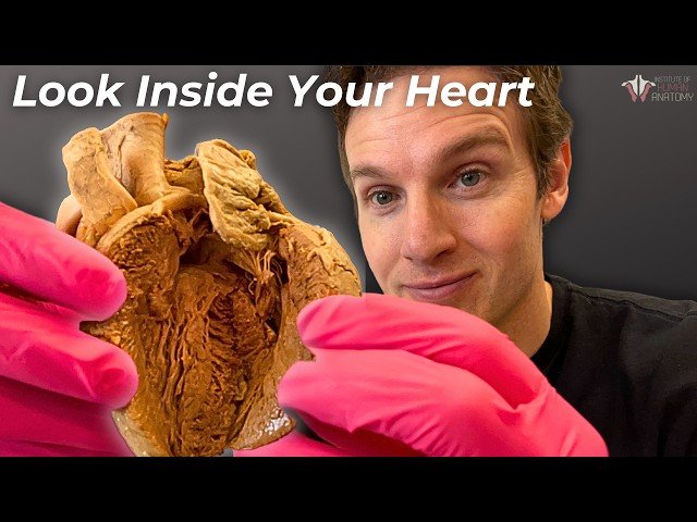 How Your Heart Pumps 10,000 Liters of Blood Per Day - Understanding Heart Anatomy and Function
