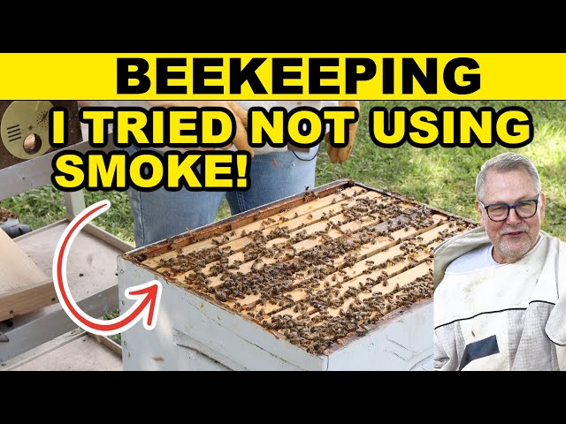 Beekeeping Experiment - Working a Hive Without Smoke (Not Recommended)