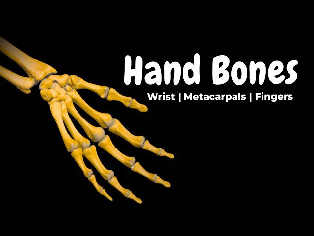 Wrist and Hand Bones - Carpals, Metacarpals and Phalanges Anatomy