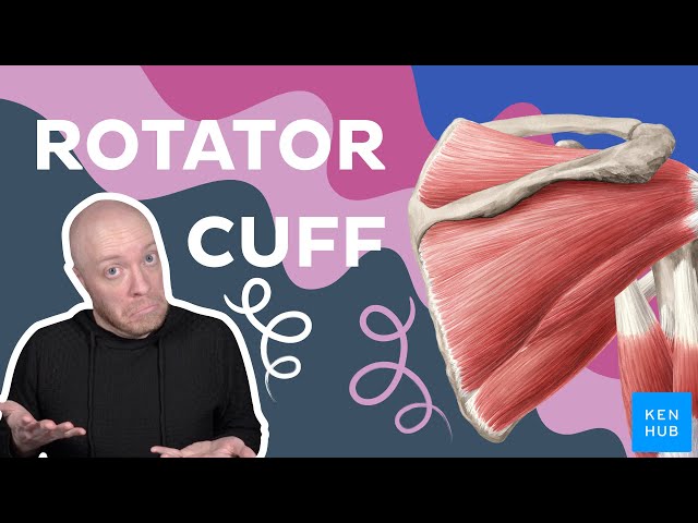 Rotator Cuff Mastery - 4 Muscles Explained in Human Anatomy