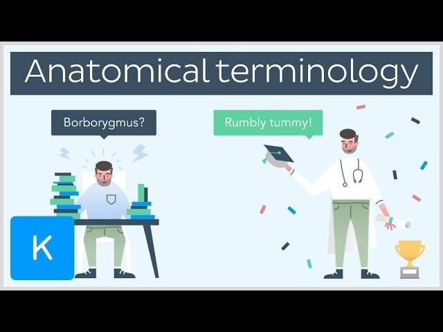 Anatomical Terminology for Healthcare Professionals