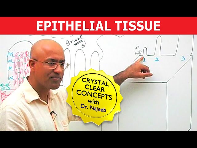 Introduction to Histology - Tissue Structure and Function