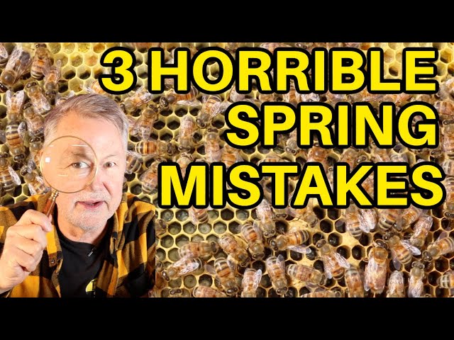 Beekeeping: How to Avoid Spring's Biggest Mistakes