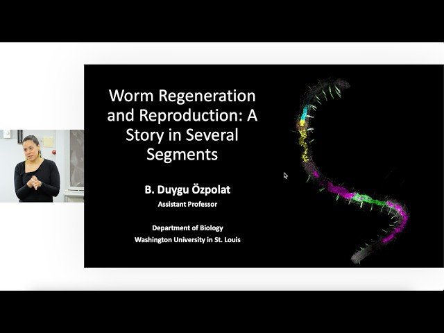 Worm Regeneration and Reproduction - A Story in Several Segments