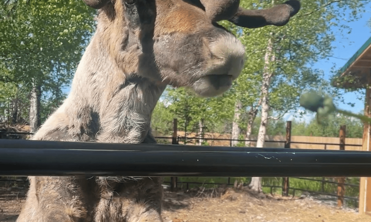Reindeer Viewing (Live Online)