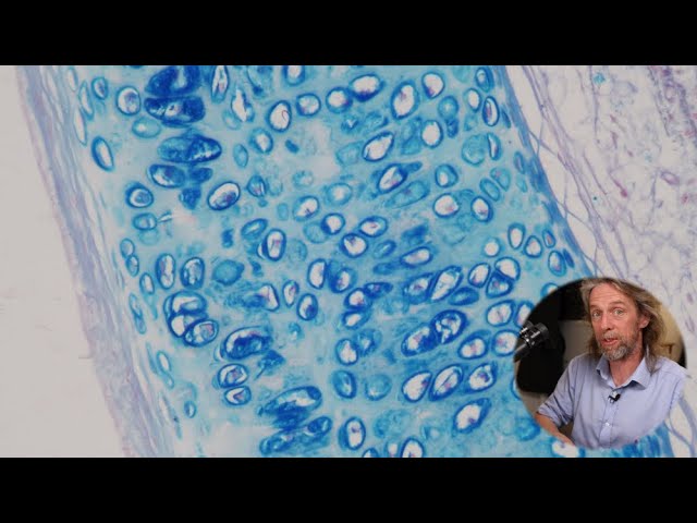 Histology of Cartilage: Microscopic Structure and Types