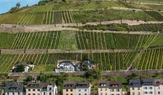 Wines of Germany & Eastern Europe (Live Online)