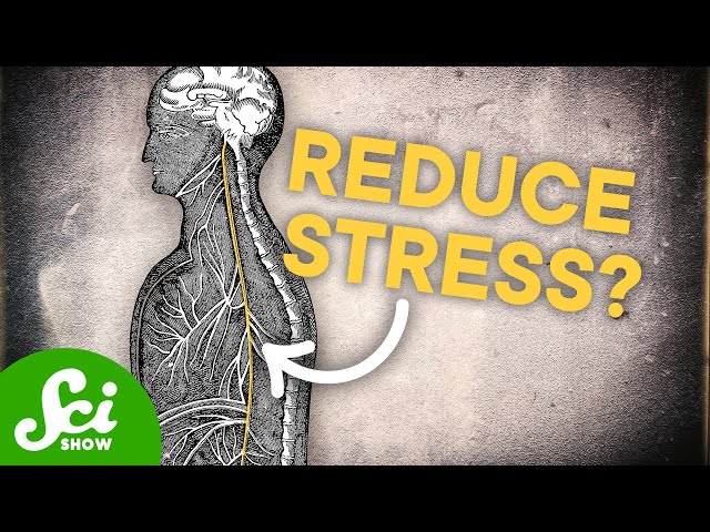 Understanding the Vagus Nerve - Functions and Scientific Facts