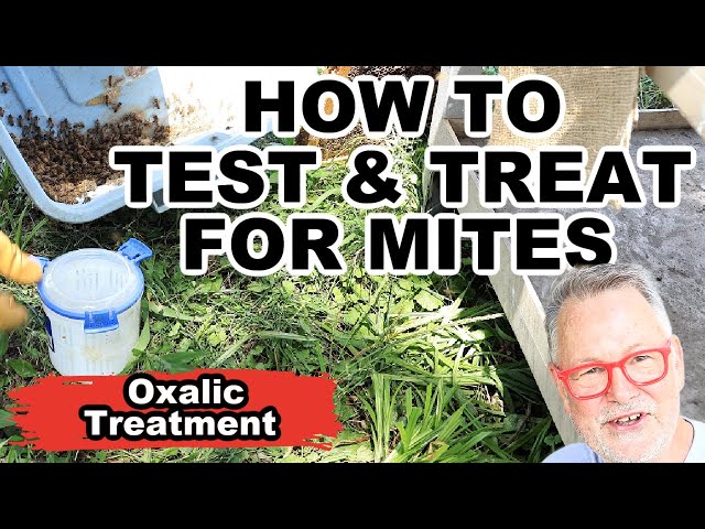 Beekeeping - Time to Check for Mites and Treat