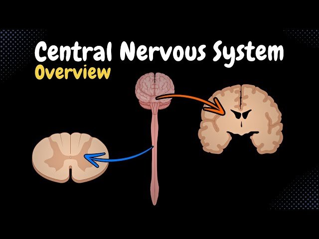 Central Nervous System - Brain and Spinal Cord Anatomy