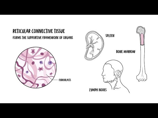 Introduction to Connective Tissues - Dense, Loose, Specialised