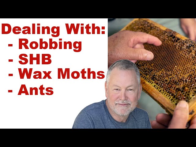 Beekeeping - Dealing With Robbing, Ants, Wax Moths, SHB and More