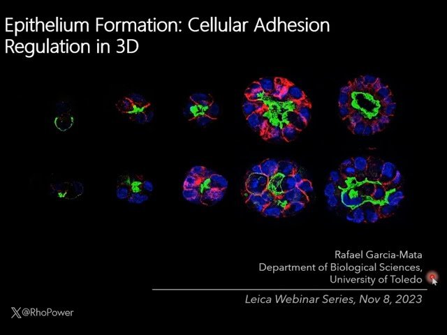 Epithelium Formation: Cellular Adhesion Regulation in 3D