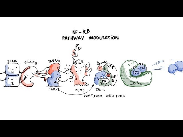 Ashwagandha: Understanding Its Anti-inflammatory Mechanism Through NF-kB Pathway Modulation