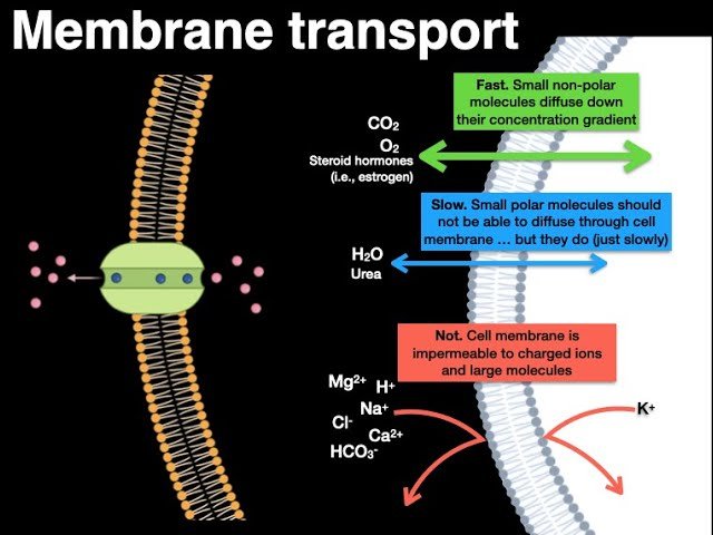 Physiology Principles - Membrane Transport, Osmosis, and Fluid Compartments