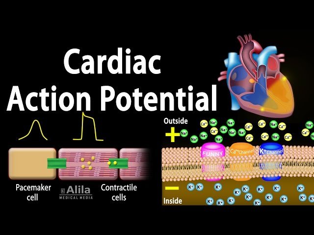 ECG/EKG Basics Course