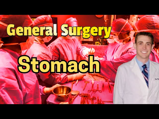 Stomach Anatomy and Physiology - Medical Review 2024