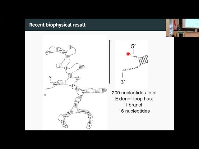 The Ends of a Branched Structure Are Necessarily Close