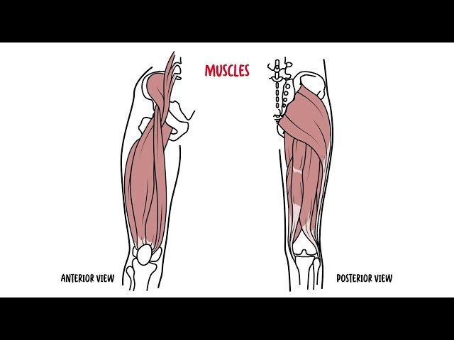 Anatomy of the Hip Joint - Capsule, Muscles and Clinical Relevance Explained