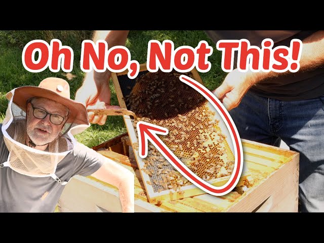 Beekeeper's Secret Struggle - Are Your Bees in Danger?