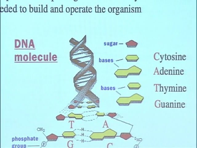 Computational Detection of Novel Structural RNA in the Genome of the Malaria Parasite