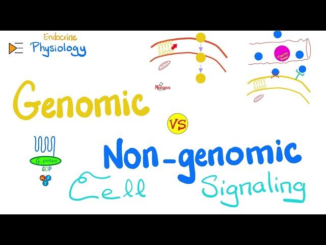 Endocrine Physiology Course