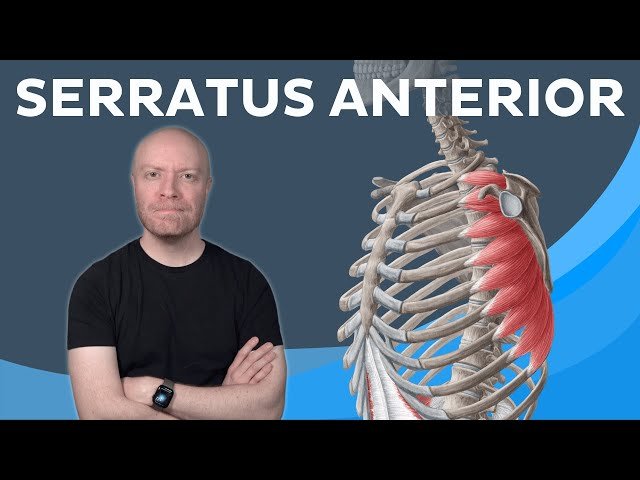 Serratus Anterior Muscle - All You Need to Know