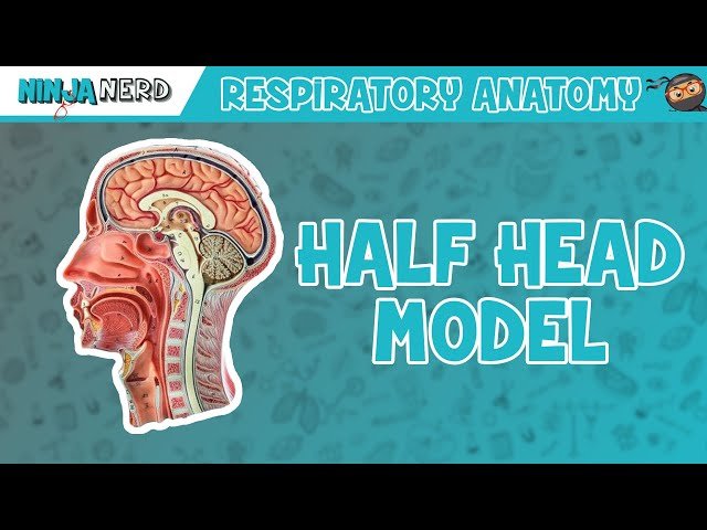 Respiratory Physiology