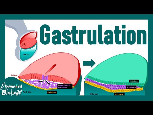 Gastrulation Made Easy - Step-by-Step Explanation of Embryonic Development - Embryology