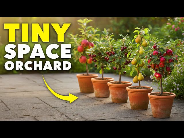 How to Grow Your Own Micro-Orchard