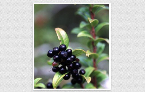 Native Plants for Restoration: Responsibly Growing and Sourcing Native Plants (Live Online)