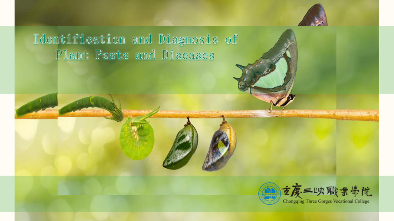 Identification and Diagnosis of Plant Pests and Diseases
