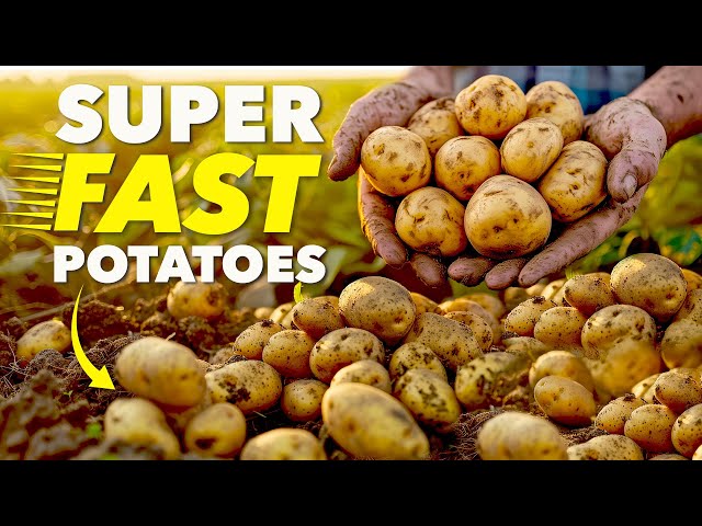 The Clever Way Smart Gardeners Grow Potatoes in Record Time