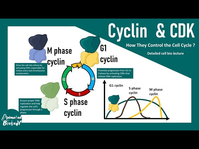 Cell Cycle Regulation by Cyclin and CDK - What is Cyclin and Cyclin Dependent Kinase